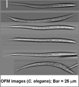 Images from the array clearly show the detail of the specimen worm.