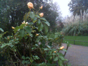 Roses are not just hanging on, there are new buds and blossoms too. The gardener told me that he'd never seen these May Gold roses (usually the first out in the spring) bloom in January. He was especially surprised to see them as he'd cut the bush back hard in the autumn.