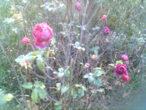 Old roses are still hanging on in London's Hyde Park, despite it being January.