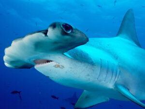 Scalloped hammerhead shark