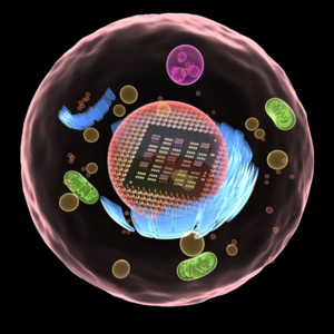 Analog VLSI & Biological Systems Group